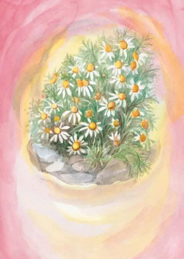 Ginger Fairy Margret von Borstel Kamille ansichtkaart A6 wilde kruiden