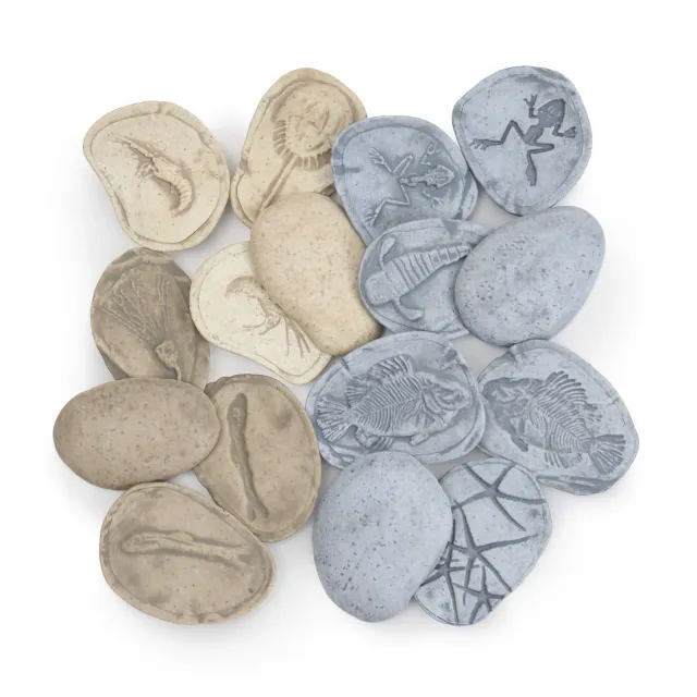 Guidecraft Fossil Stones Aquatic Life fossielstenen set van 8 magnetisch
