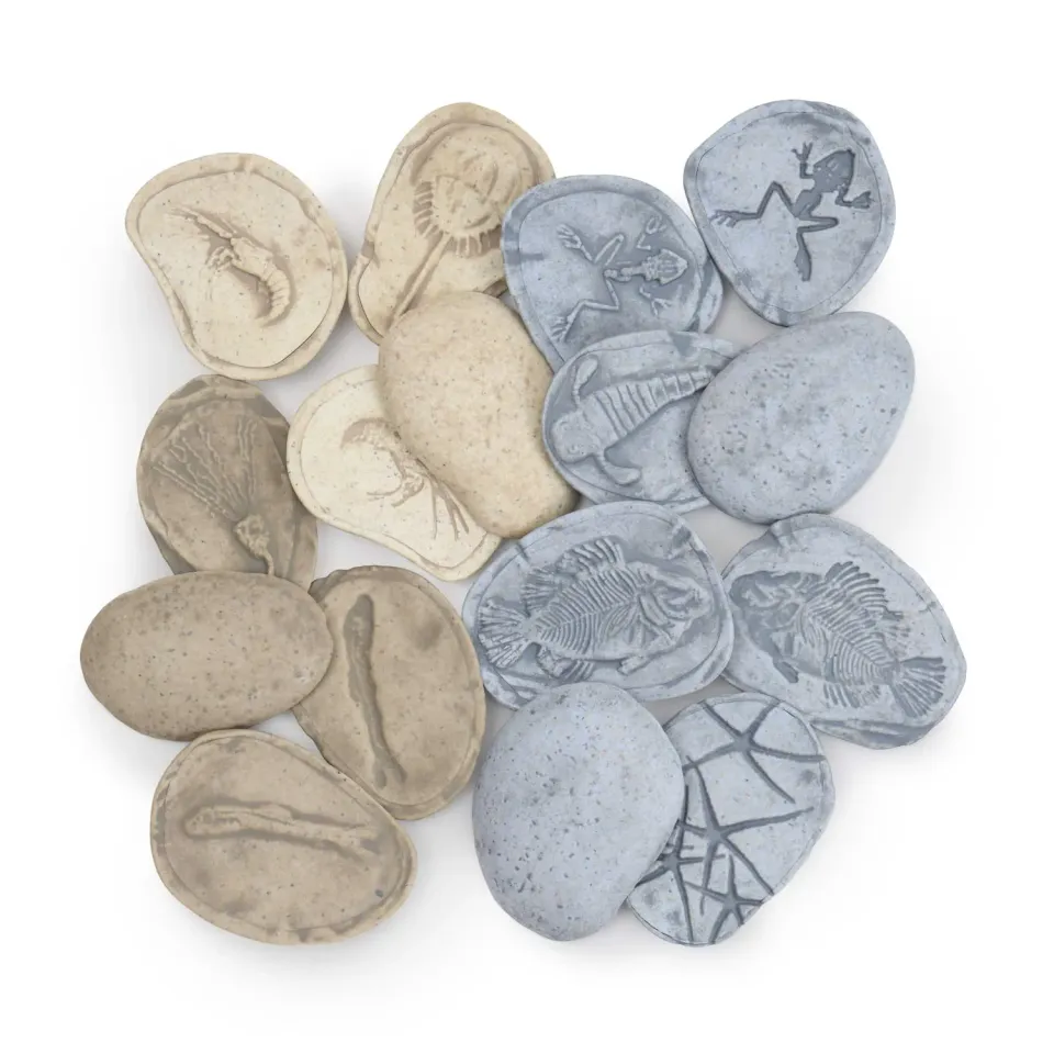 Guidecraft Fossil Stones Aquatic Life fossielstenen set van 8 magnetisch