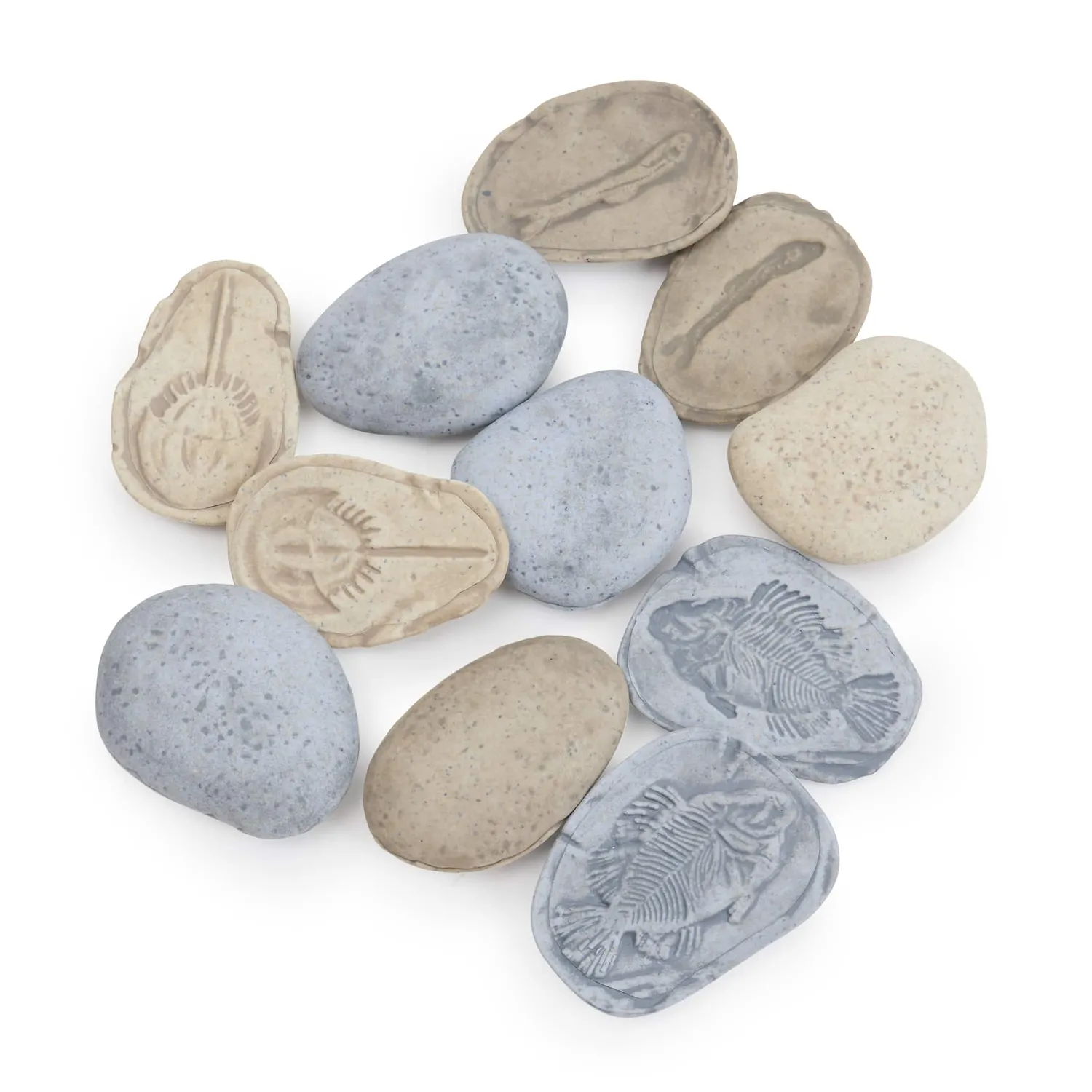 Guidecraft Fossil Stones Aquatic Life fossielstenen set van 8 magnetisch