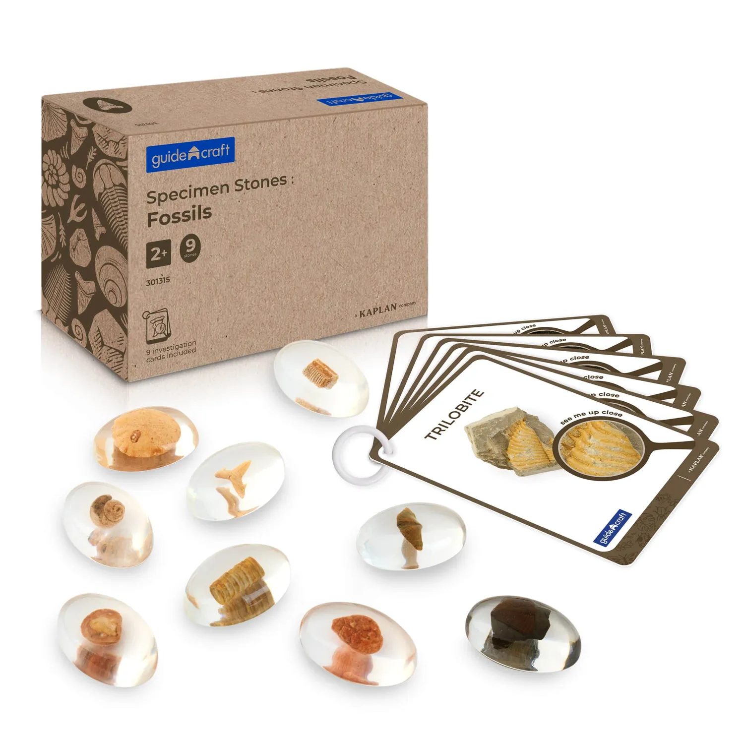 Guidecraft Specimen Stones insecten acryl set kaarten 2 jaar