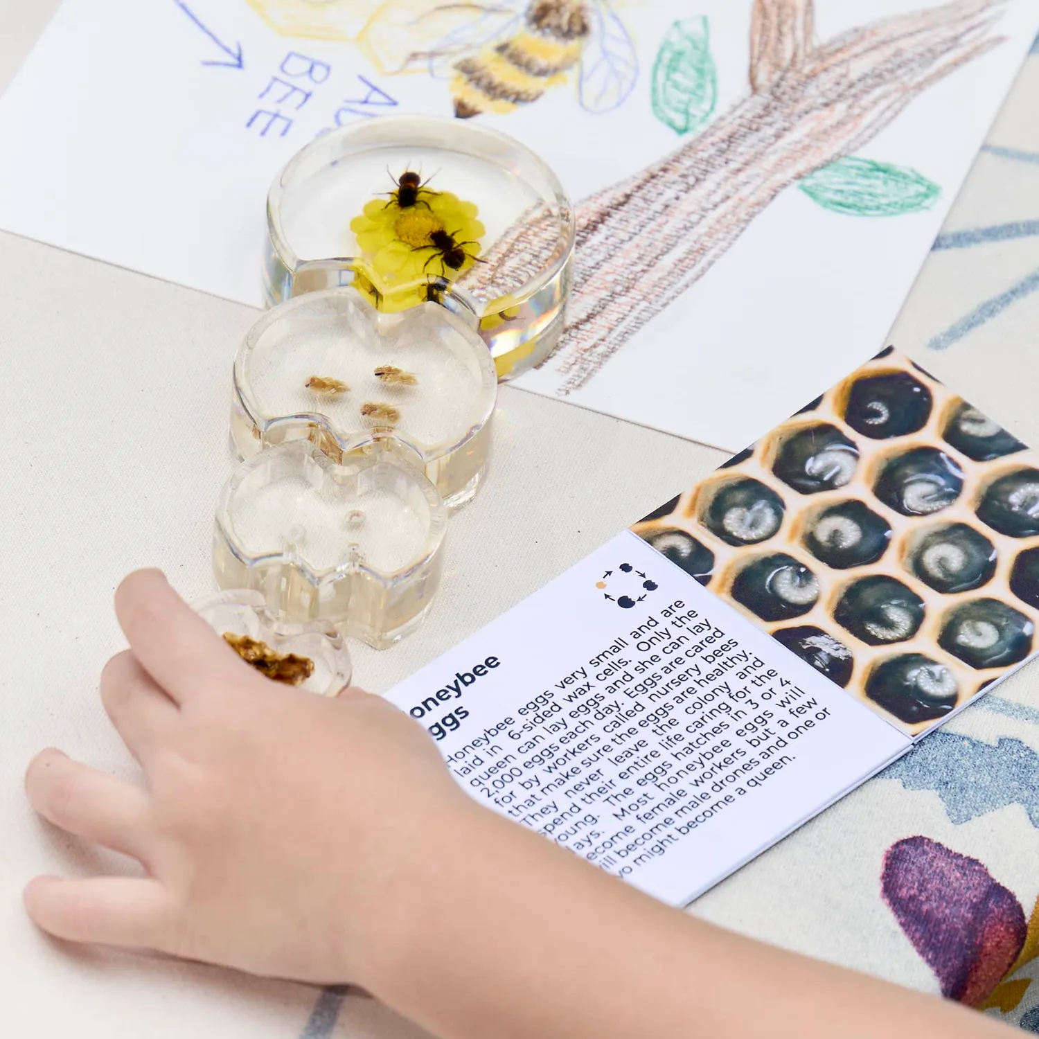 Guidecraft Specimen levenscyclus puzzel vlinder mot bij acryl