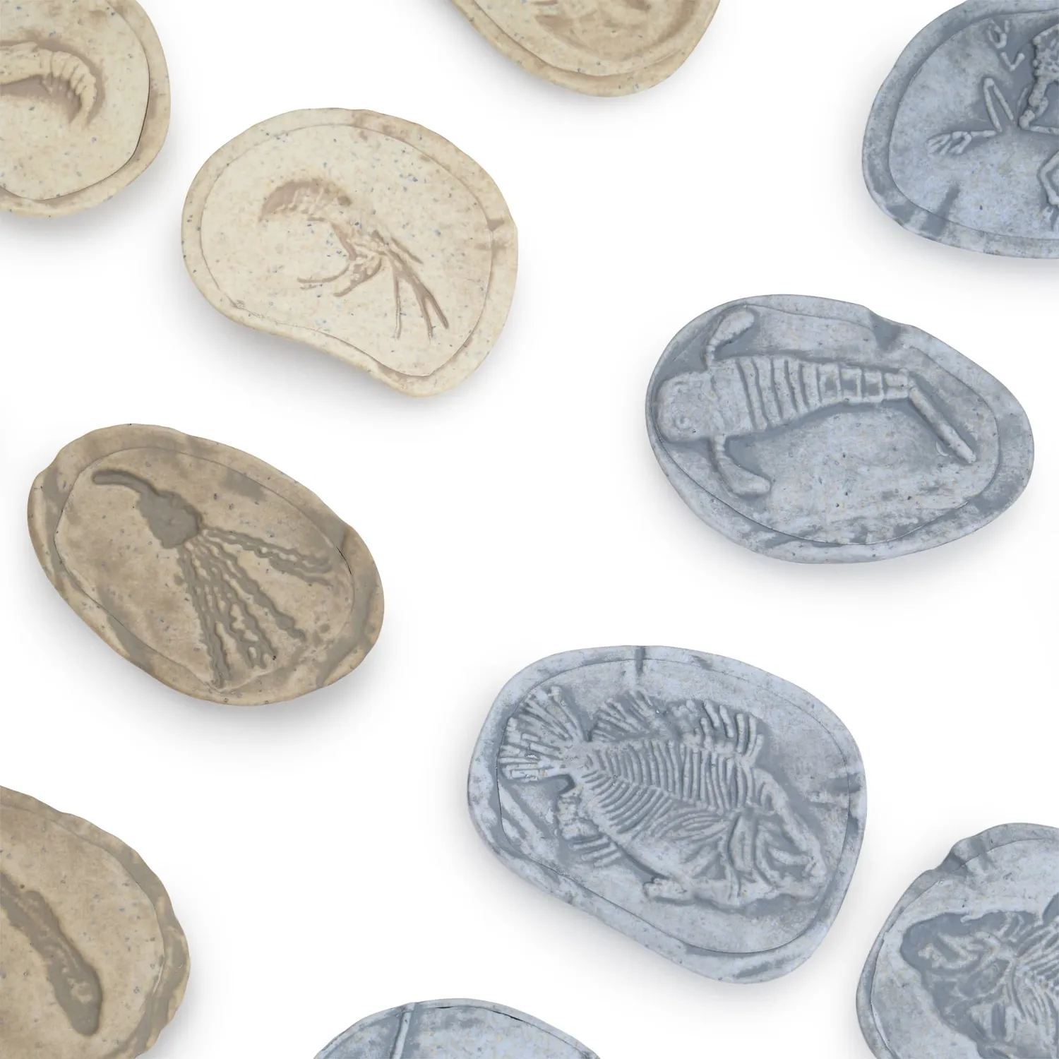 Guidecraft Fossil Stones Aquatic Life fossielstenen set van 8 magnetisch