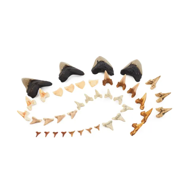 Guidecraft Super Shark Teeth haaientanden 40-delig replica