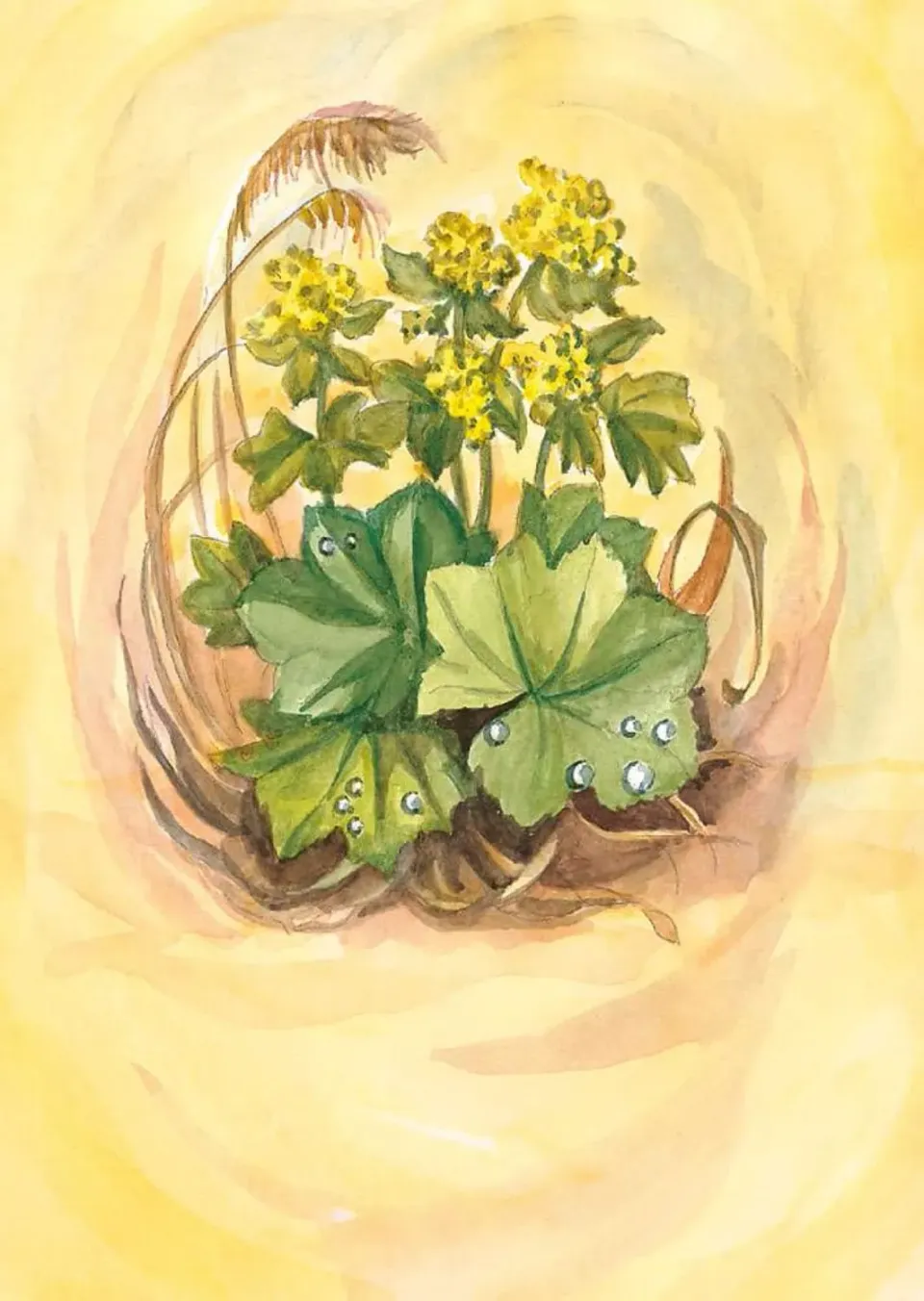 Ginger Fairy Margret von Borstel Frauenmantel kaart A6 kruiden