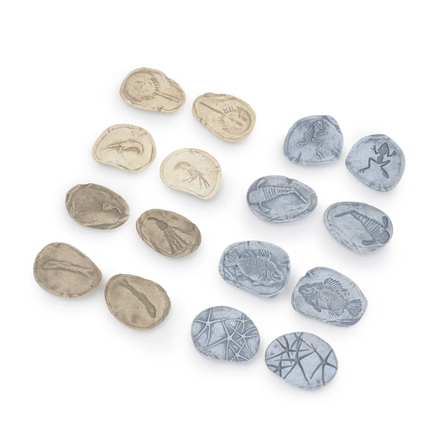 Guidecraft Fossil Stones Aquatic Life fossielstenen set van 8 magnetisch