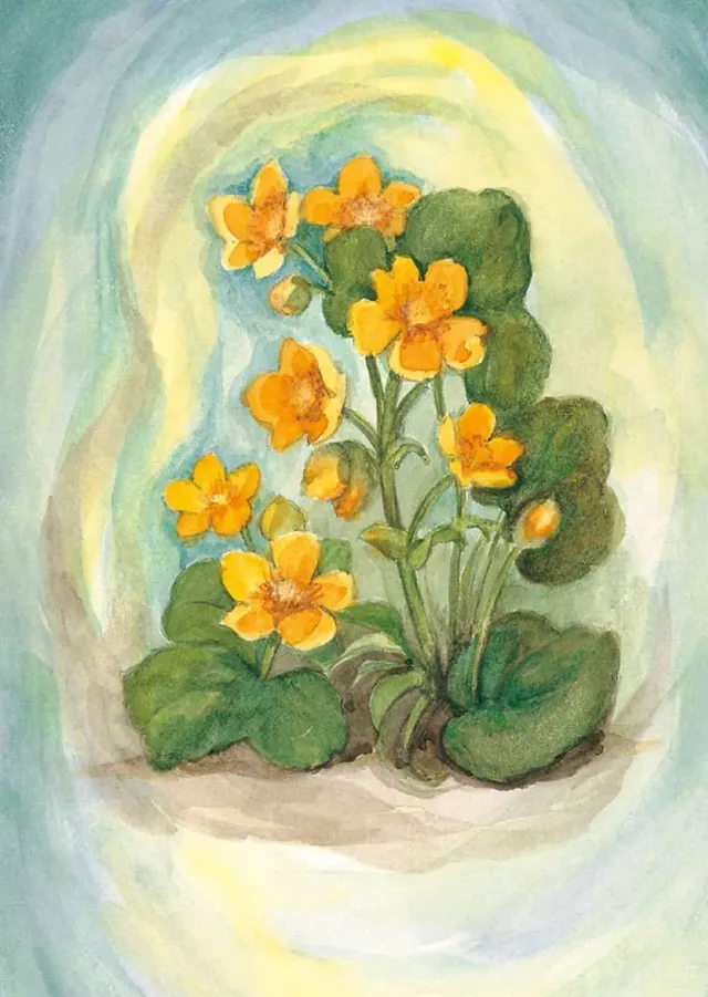 Ginger Fairy Margret von Borstel Sumpfdotterblume kaart A6